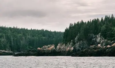 view of a large lake with a forest behind it