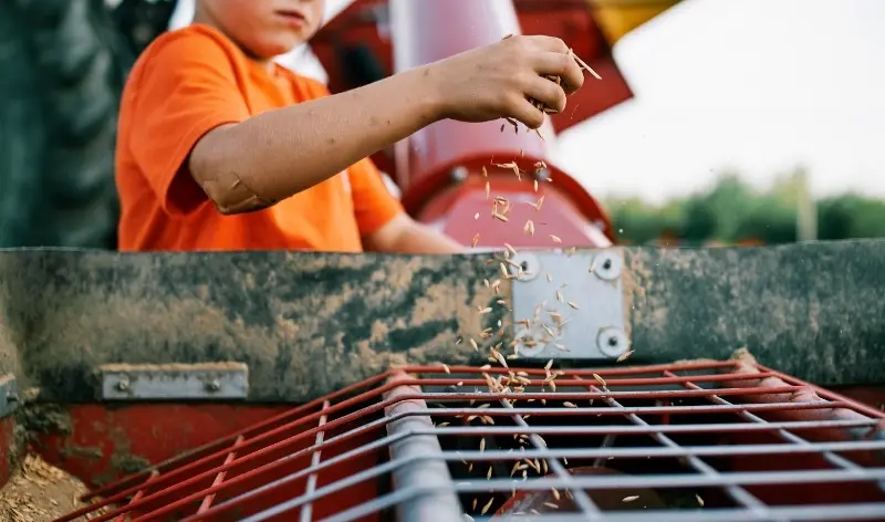 Little boy with grain