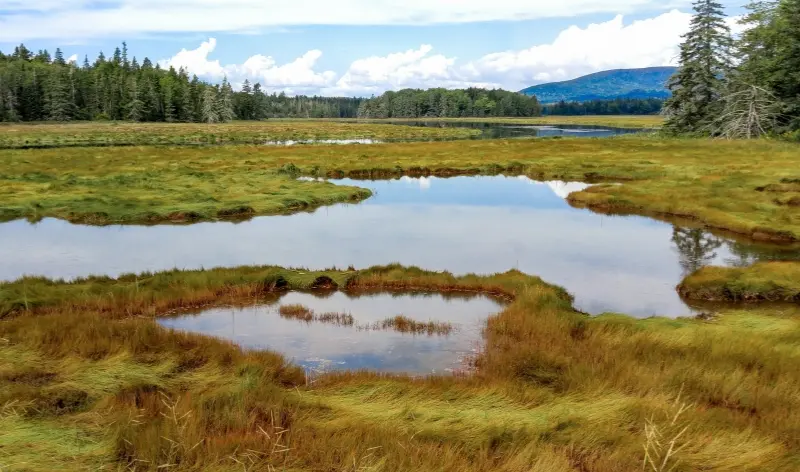 a mossy lake with trees and mountains in the background