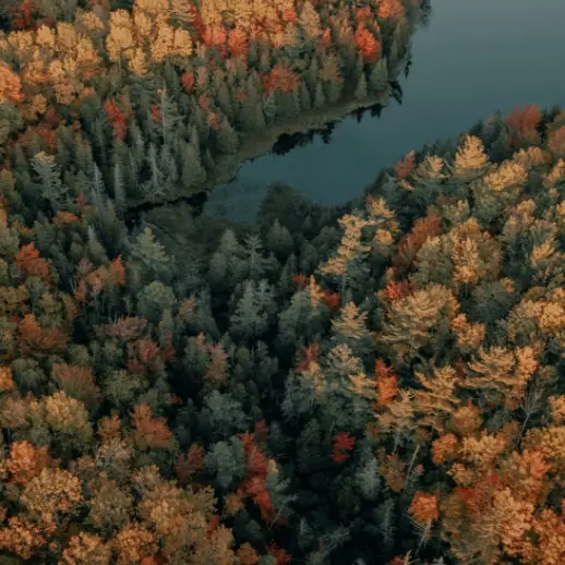 an overhead viewpoint of a forest in autumn, close to a lake
