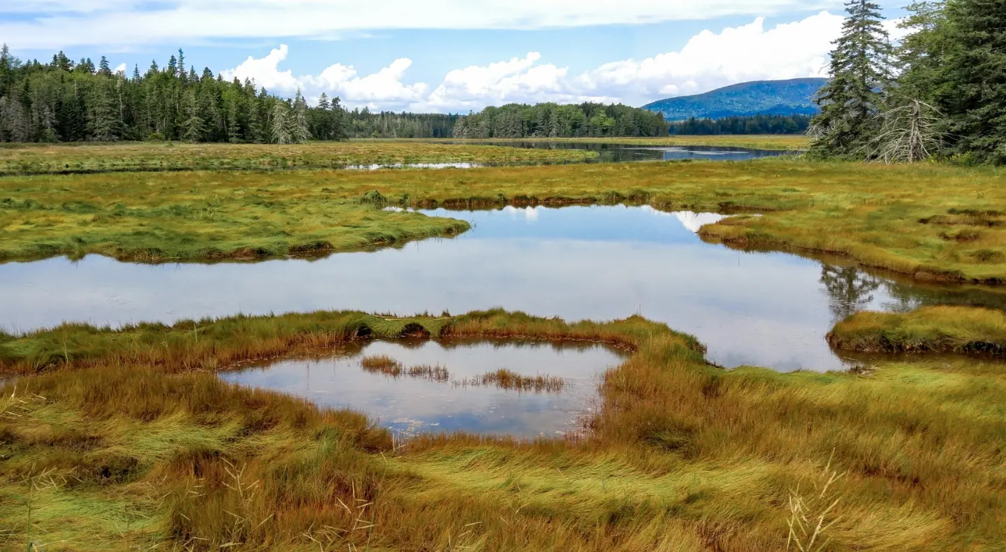 a mossy lake with trees and mountains in the background